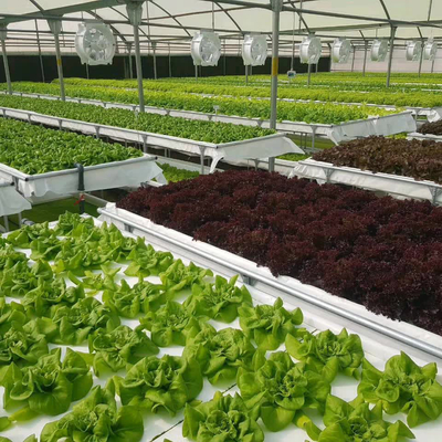 Mua Nông nghiệp nước sâu hiệu quả Dwc Với Bàn trồng Dwc Hệ thống chống tảo online manufacture