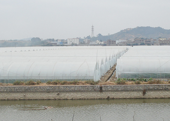 comprare Serra antincorrosione a lunghezza singola in galleria alta Agricoltura Serra con sistema di irrigazione online manufacture