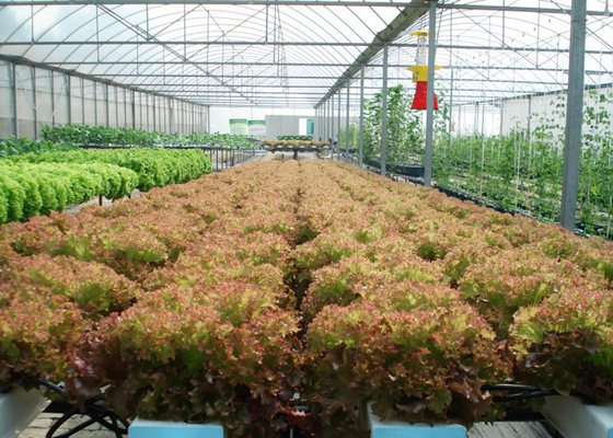 Mua Tiết kiệm nước Hệ thống trồng nước phẳng NFT Thiết kế thân thiện với môi trường cho cây xanh lá cây online manufacture