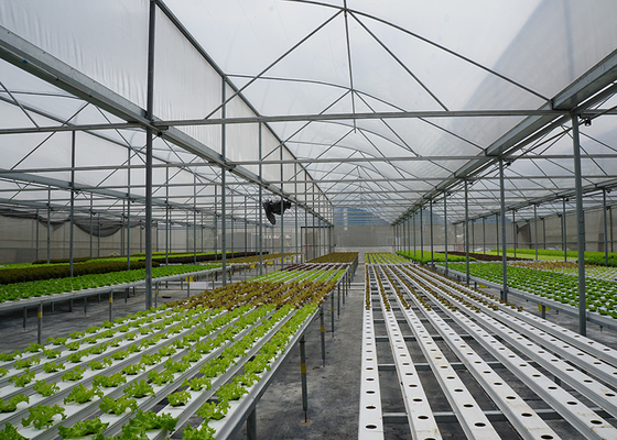 Mua Hệ thống NFT Hydroponic chống dịch bệnh Khử trùng tia UV bao gồm Hệ thống Hydroponic dọc online manufacture