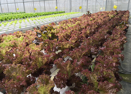 kopen Eco-vriendelijk NFT-hydroponisch systeem waterbesparend met geautomatiseerd beheer online manufacture