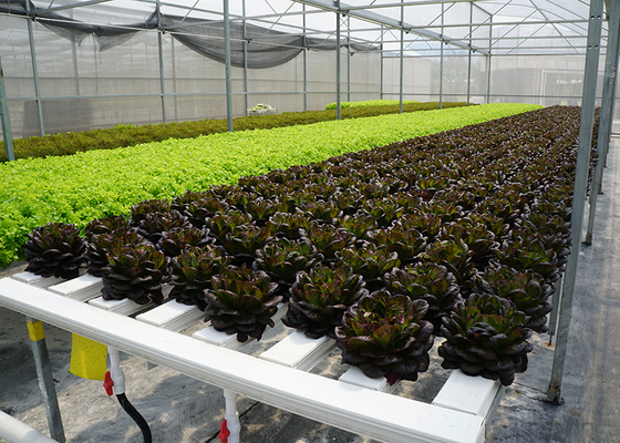 Mua Hệ thống trồng thủy sản Nft thương mại mật độ cao Phương pháp phim dinh dưỡng Hydroponics online manufacture