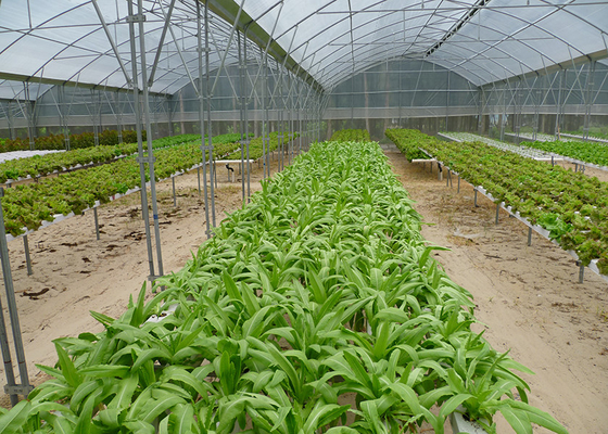comprar Esterilizador UV Sistema de cultivo de Nft Resistente a doenças para o crescimento de vegetais de folhas verdes online manufacture