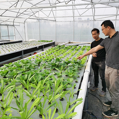 Mua Hệ thống trồng thủy sản DWC được kiểm soát nhiệt độ mật độ cao cho trồng rau cường độ cao online manufacture