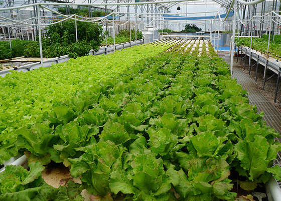 kopen Commercieel recirculerend diepwatercultuursysteem aanpasbaar voor groentenverbouwing online manufacture
