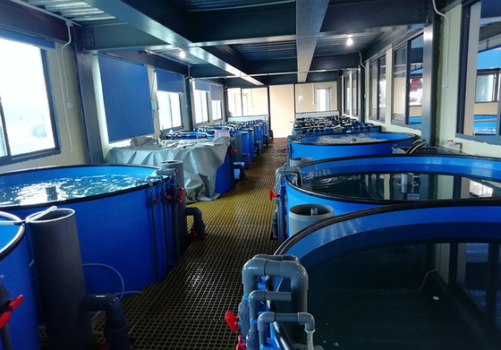 kopen Commercieel recirculerend aquacultuurstelsel UV-sterilisatie Antibioticavrije vis online manufacture