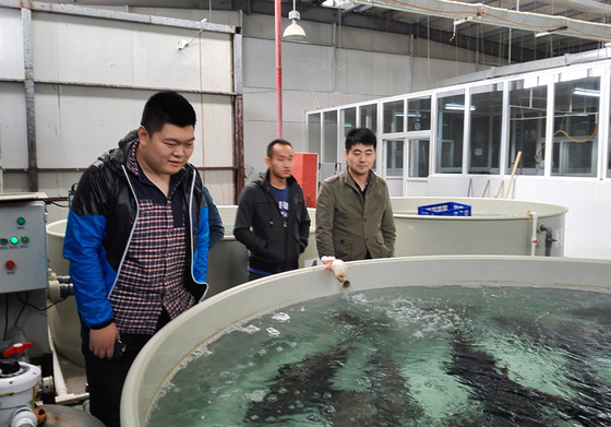 Buy Automated Feeding Eco Friendly Ras Recirculating Aquaculture System Ras Fish Farming System online manufacture