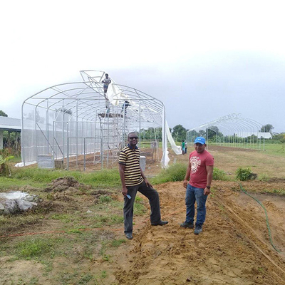 Beli Poly film tahan lama yang menutupi Single Span Greenhouse dengan ventilasi atap gaya payung online manufacture