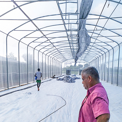 kopen Windbestendige, zonder lassen, single-span kas met dak in de vorm van een paraplu, 60 mm kolommen online manufacture
