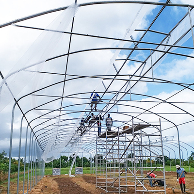 kopen Groenhuis met een hoge dak met een enkele span met een goede natuurlijke ventilatie online manufacture