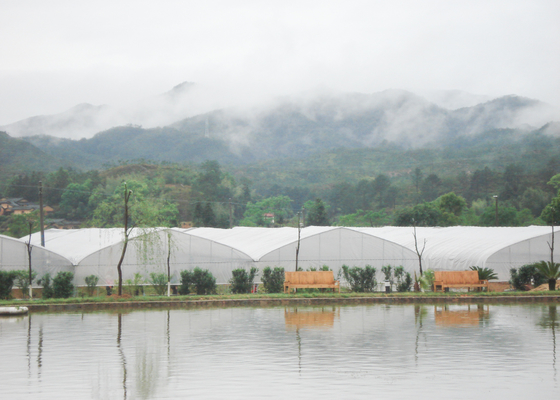 comprar Invernadero de plástico de gran capacidad con múltiples tramos adecuado para plantaciones agrícolas online manufacture