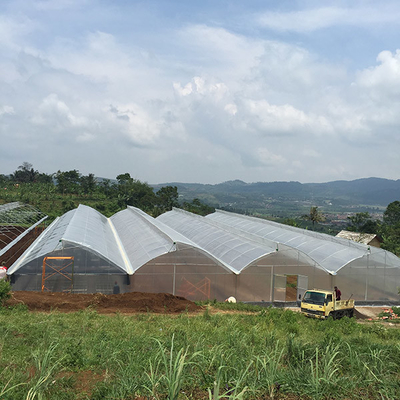 Mua Khu vườn nhiệt đới nhà kính PVC lớn với khung kim loại Agricole online manufacture