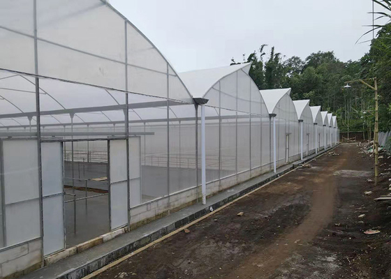 kopen Top Multi Span kas 10 meter lang met insectennet venster online manufacture