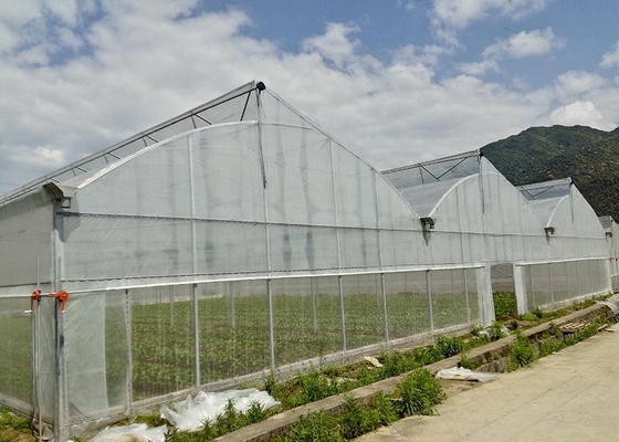 Buy Greenhouse With Manual Or Motor Roll Up Vent System For Natrual Ventilation online manufacture
