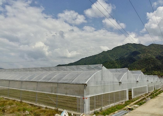 Buy Hot-Dipped Galvanized Large Greenhouse with UV-Resistant Plastic Cover online manufacture
