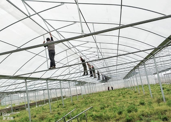comprare Serra in plastica per tunnel commerciale Custom Growers Solution per paesi insulari online manufacture