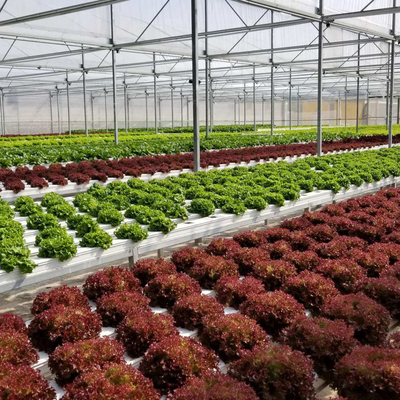 Sistema di coltivazione di Nft a alta densità piatta Tecnica del film nutritivo Sistema idroponico