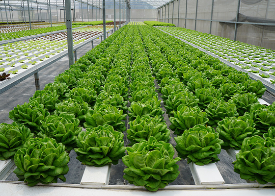 Tecnica di pellicola nutriente UV migliorata per le verdure a foglia prevenire le malattie delle piante