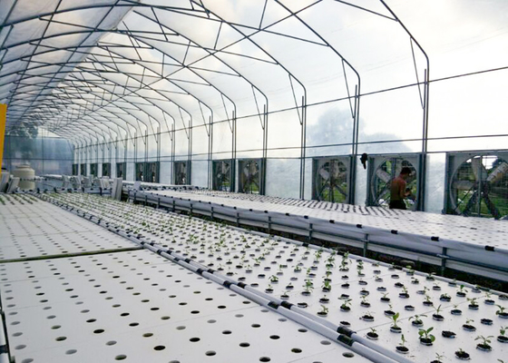 Sistema idroponico DWC di rapida crescita Perfetto per le verdure di rapida raccolta