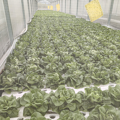 Sistema idroponico stabile DWC Risparmio di fertilizzanti per la coltivazione di piante verdi