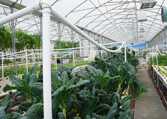 Risparmio di spazio Sistema idroponico DWC Ricco di ossigeno per il giardinaggio di ortaggi in piccolo spazio