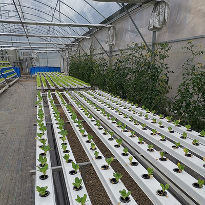 Sistema di giardino interno di grande capacità di acquaponia ecologico con verdure a foglia