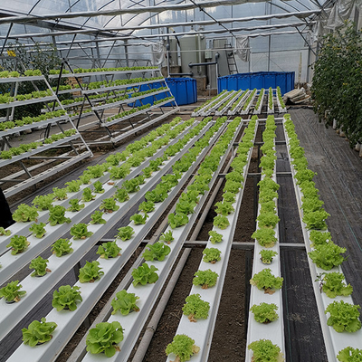 Sistema di acquaponia industriale Kit per vegetale Organic Leafy Greens
