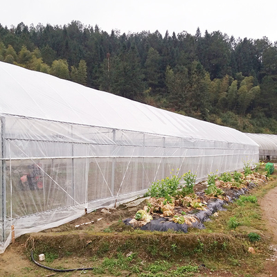 Serra multi-span economica per la coltivazione del pepe raccolta delle acque piovane