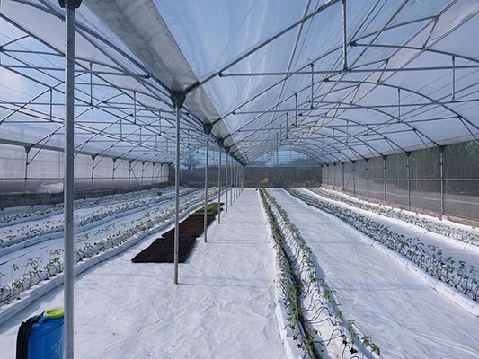 Serre in PVC per l'agricoltura Serre politecnologica per la coltivazione dei pomodori