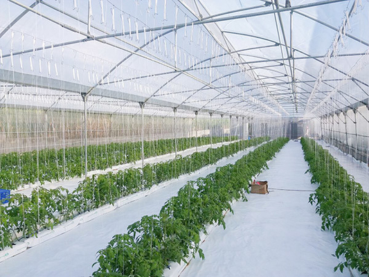 Serre agricola commerciale multi-span per sistemi idroponici a goccia