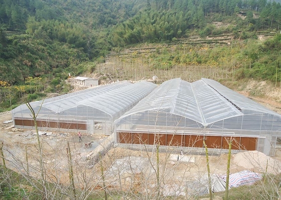 Progetto Chiavi in Mano Serra per Pomodori e Fragole, Larghezza Luce 8-10 Metri