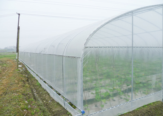 Serre agricole a galleria singola Serre a bacca di bacche a galleria