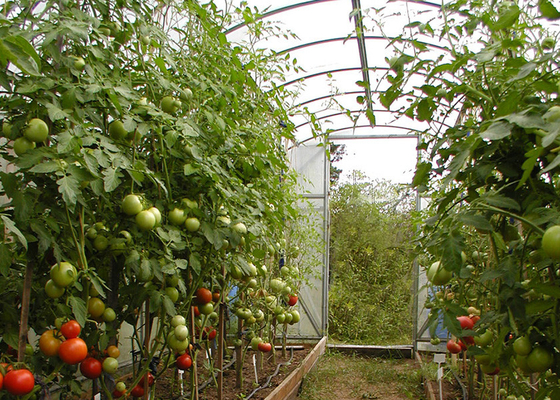Facile installazione giardinaggio in poli-tunnel per la coltivazione o semina di verdure / fiori